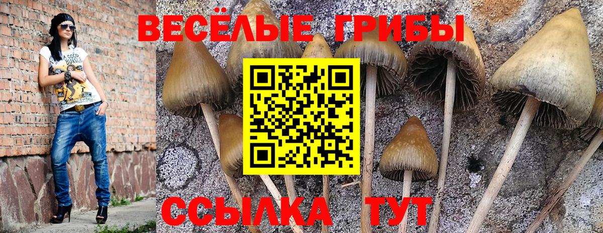 Клинцы  Псилоцибиновые грибы Magic Shrooms  Вход с VPN 